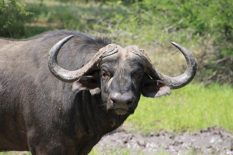 Kruger National Park